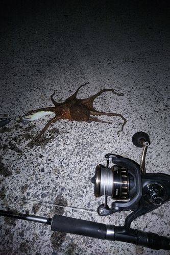 マダコの釣果
