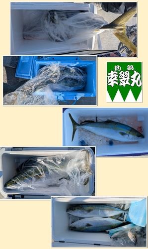 ブリの釣果
