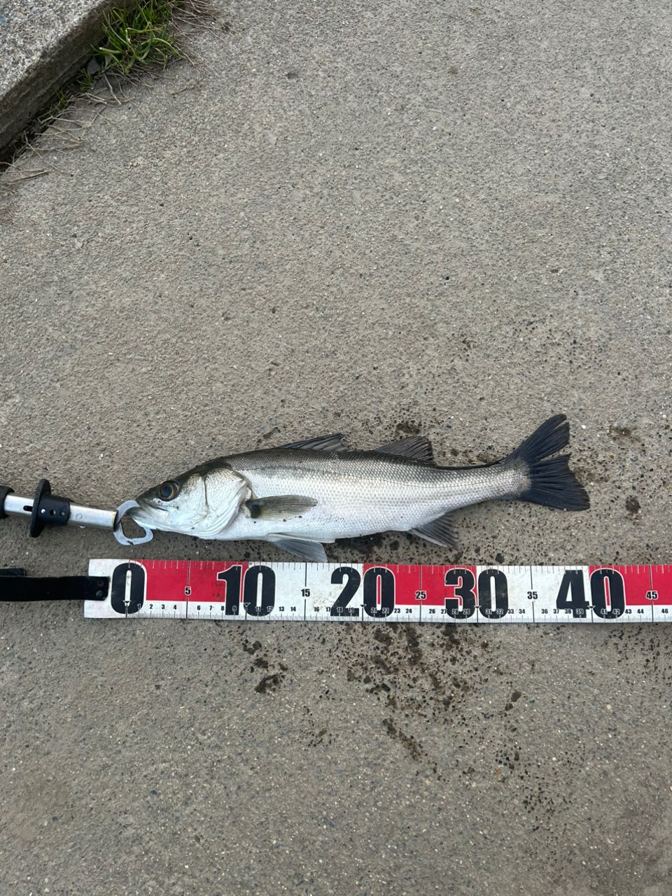 フッコ（マルスズキ）