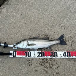 フッコ（マルスズキ）