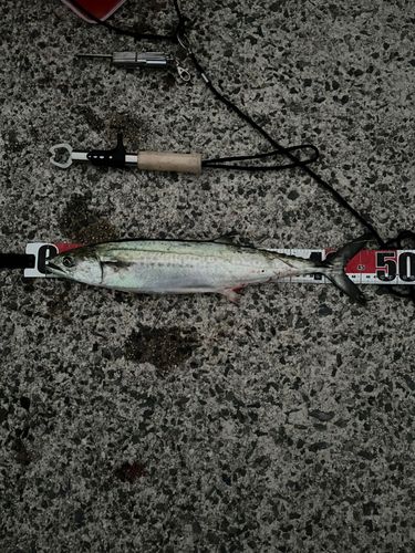 サゴシの釣果