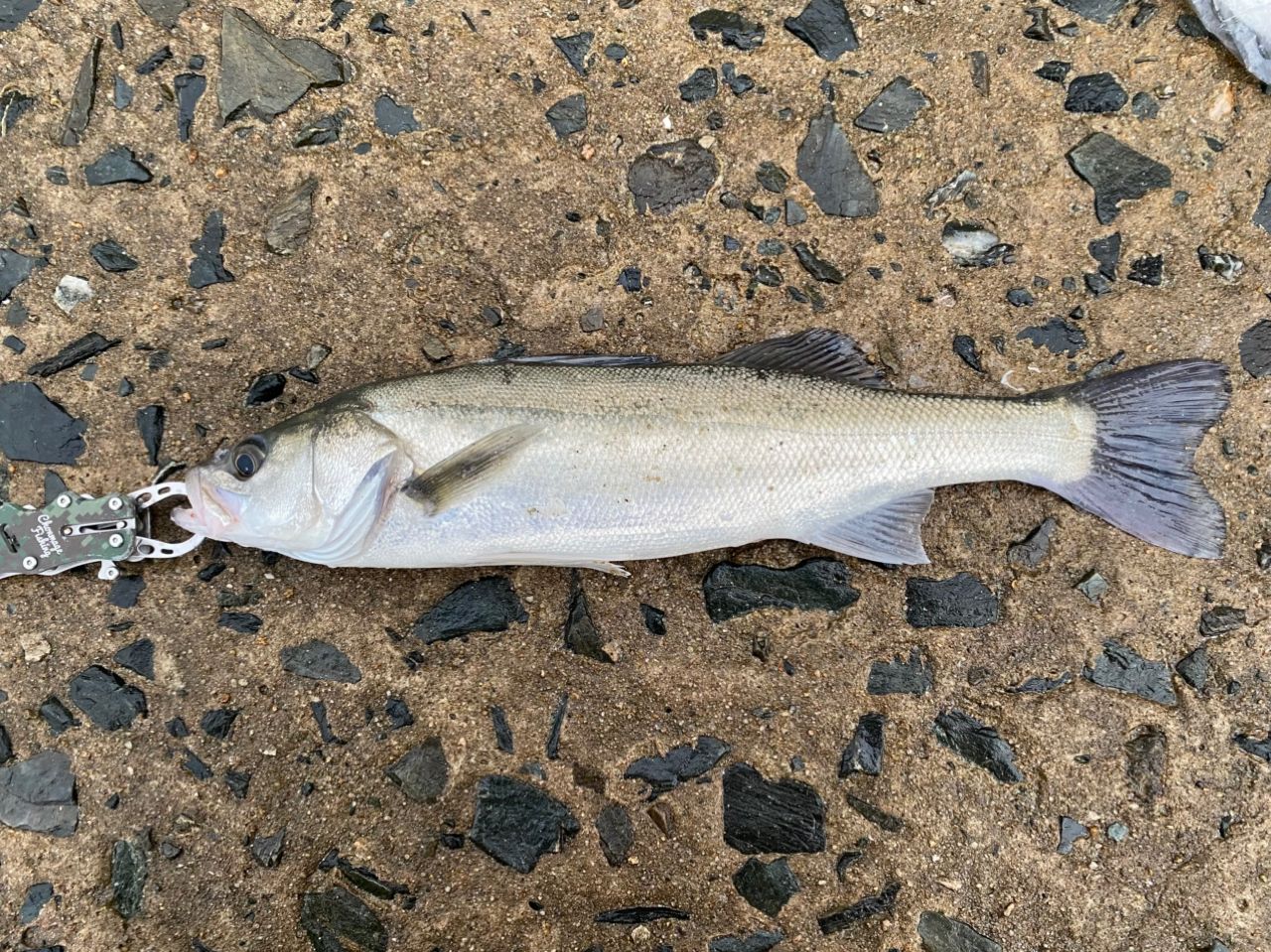 SHIMANO ネッサ BB S1008MMHの最安値・インプレ・釣果 | 本音の口コミ