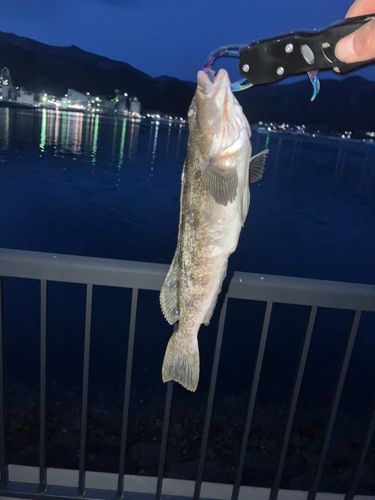アイナメの釣果