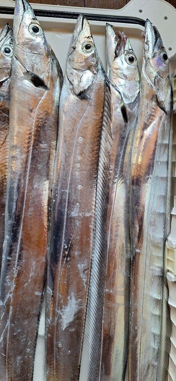 釣れるといいな❗🙏しますさんの釣果 1枚目の画像