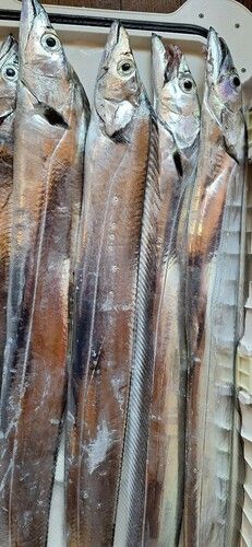 タチウオの釣果