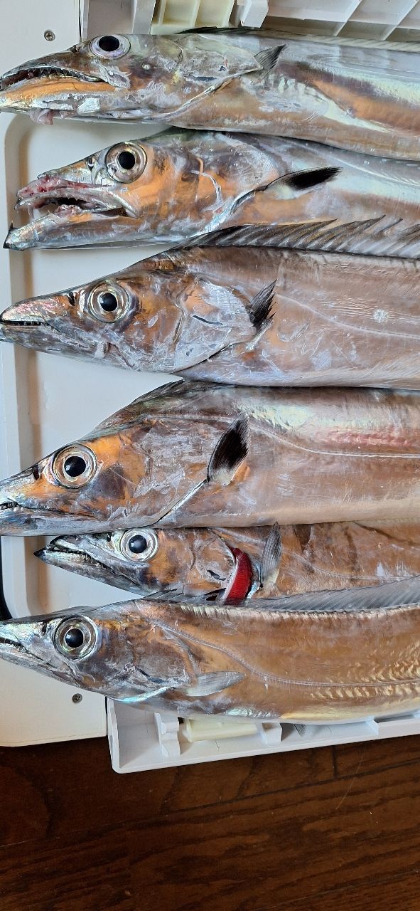 釣れるといいな❗🙏しますさんの釣果 2枚目の画像