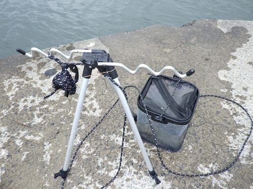 セイゴ（マルスズキ）の釣果