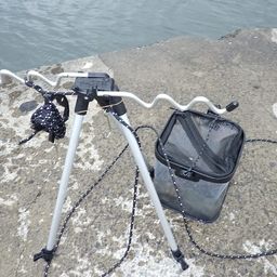 セイゴ（マルスズキ）