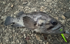 クロソイの釣果