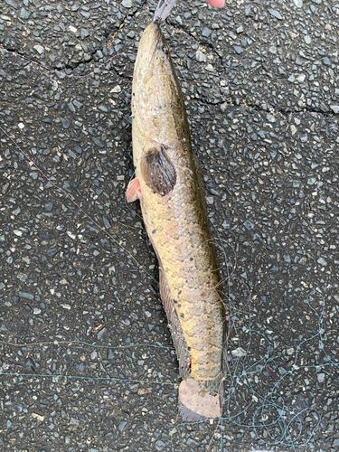 ライギョの釣果