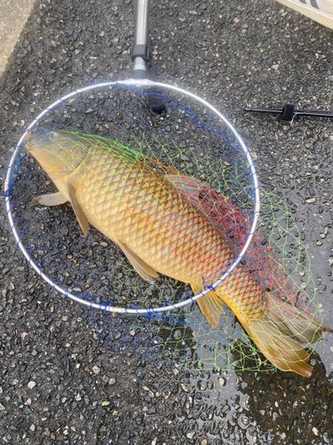 コイの釣果