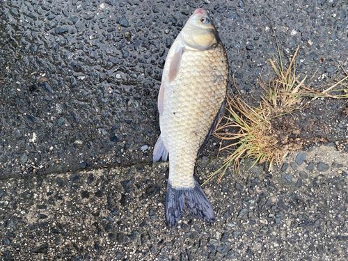 フナの釣果
