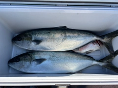 ヒラマサの釣果