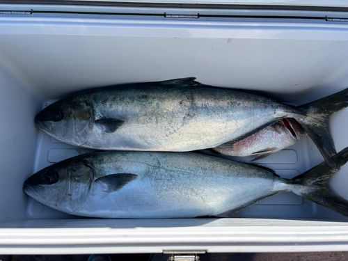 フィッシングレインボー