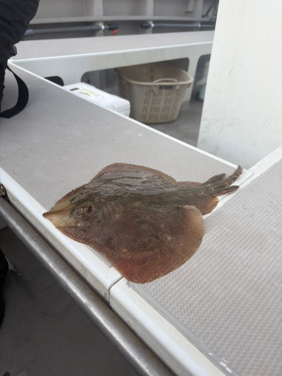 ❤︎釣り網カップル❤︎さんの釣果 1枚目の画像