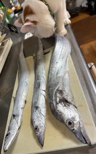 タチウオの釣果