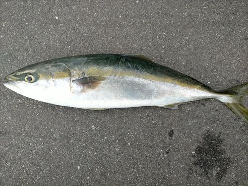 ワラサの釣果