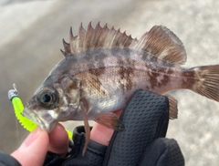 アカメバルの釣果