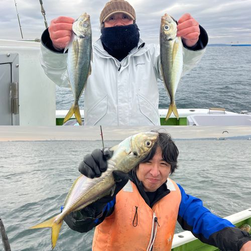 マアジの釣果