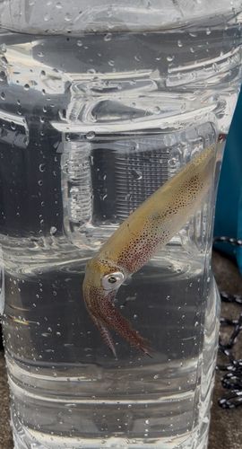 養老川臨海公園