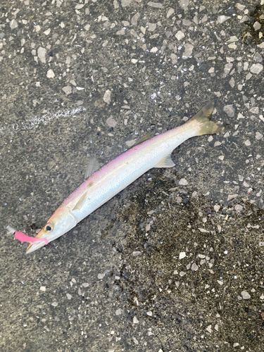 アカカマスの釣果