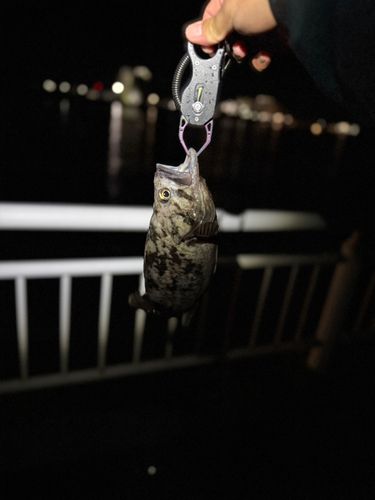 クロソイの釣果