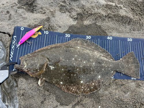 ヒラメの釣果