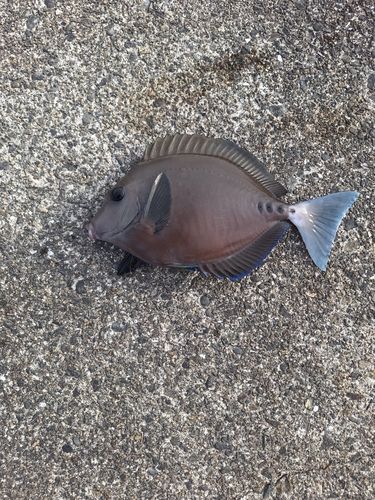 ニザダイの釣果