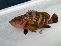 キジハタの釣果