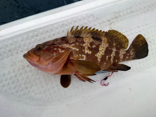 キジハタの釣果