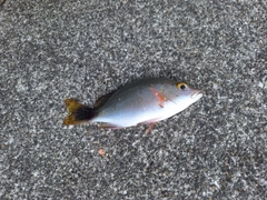 ヒメフエダイの釣果