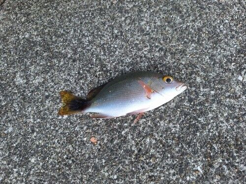 ヒメフエダイの釣果