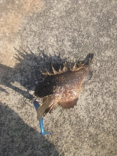 オニオコゼの釣果