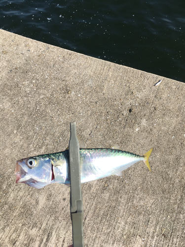 サバの釣果