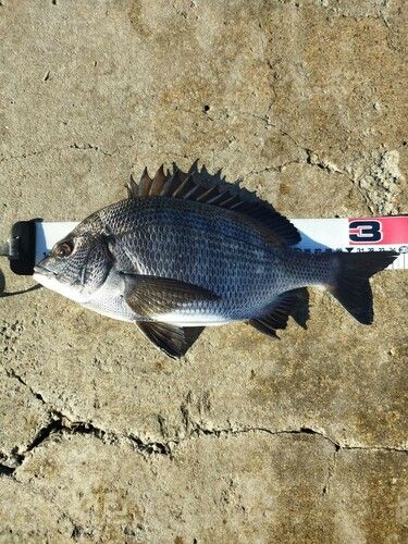 クロダイの釣果