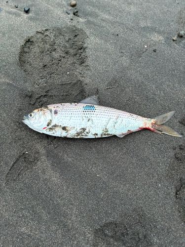 コノシロの釣果