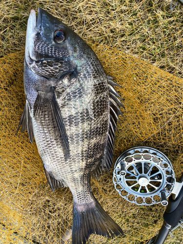 チヌの釣果