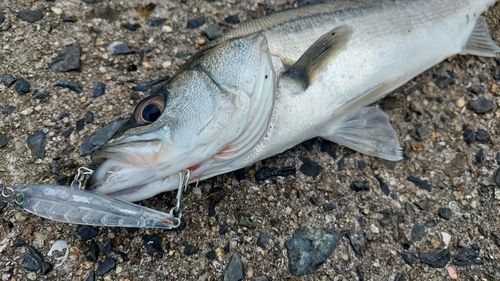 シーバスの釣果