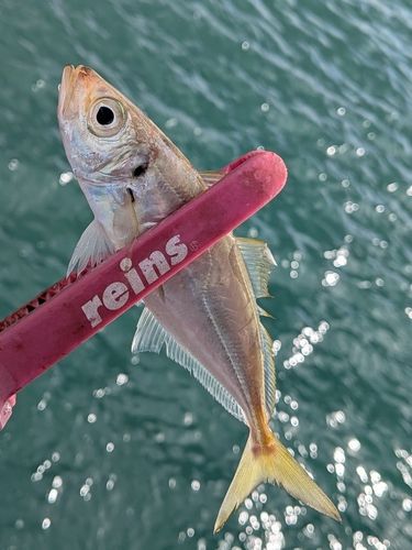マアジの釣果