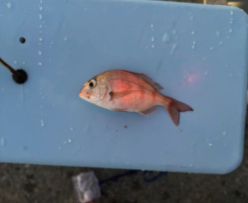 チャリコの釣果