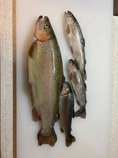 ニジマスの釣果