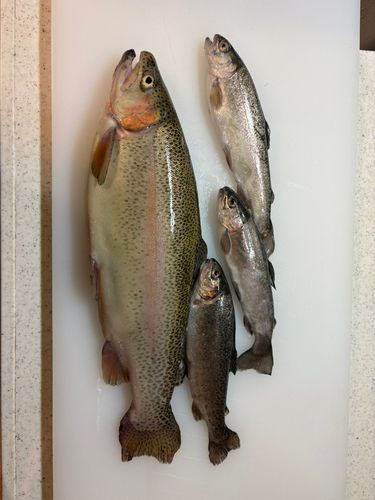 ニジマスの釣果