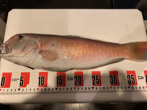 シロアマダイの釣果