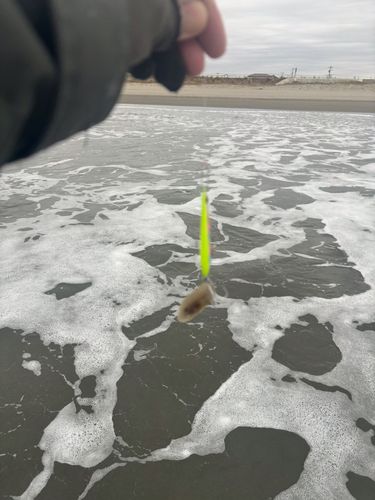 ウシノシタの釣果