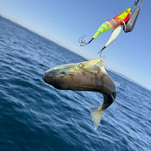 シロサバフグの釣果