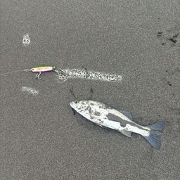 セイゴ（タイリクスズキ）