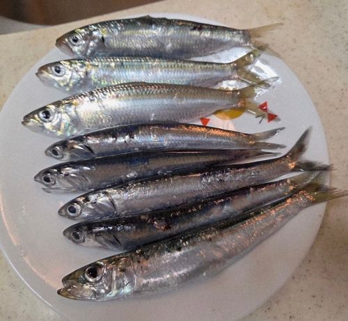 カタクチイワシの釣果