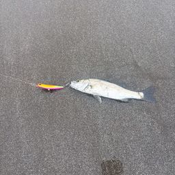 セイゴ（タイリクスズキ）