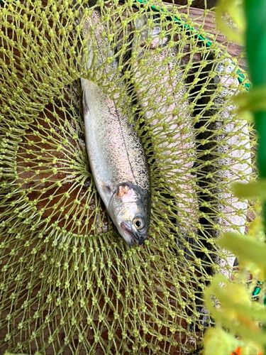 ニジマスの釣果