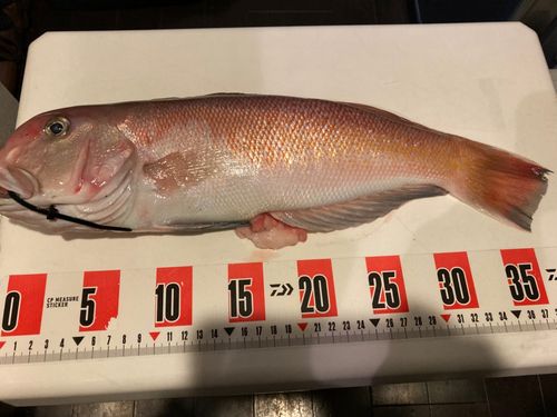 シロアマダイの釣果